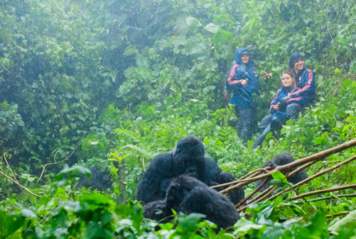 Luxury Gorilla Trekking Safari