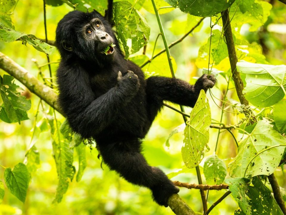 Custom Luxury Gorilla Safari Planner Overview