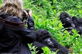 Solo Luxury Gorilla Trekking Traveler