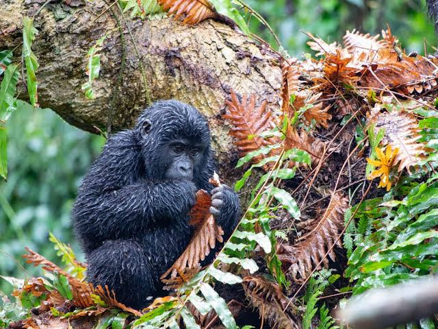 Why Choose a Custom Gorilla Safari Planner