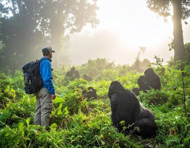 Christmas Day in Rwanda's Gorilla Highlands