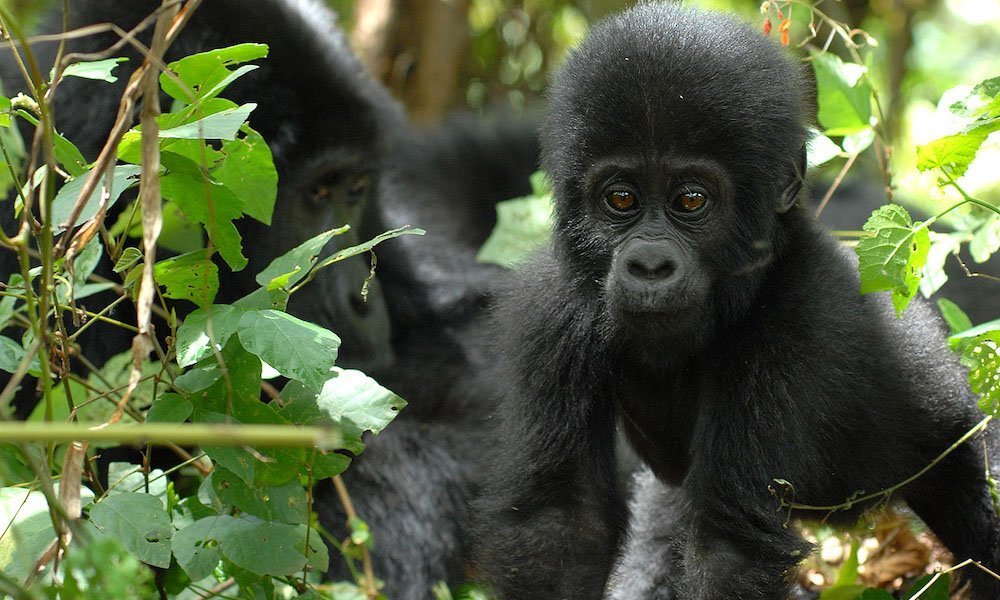 Christmas Day in the Gorilla Highlands