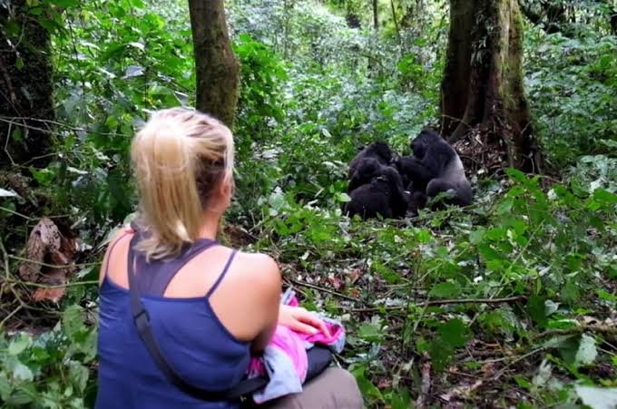 Gorilla Trekking vs Gorilla Habituation Experience in Uganda