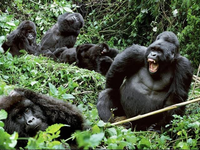 Gorilla Trekking vs Gorilla Habituation Experience in Uganda