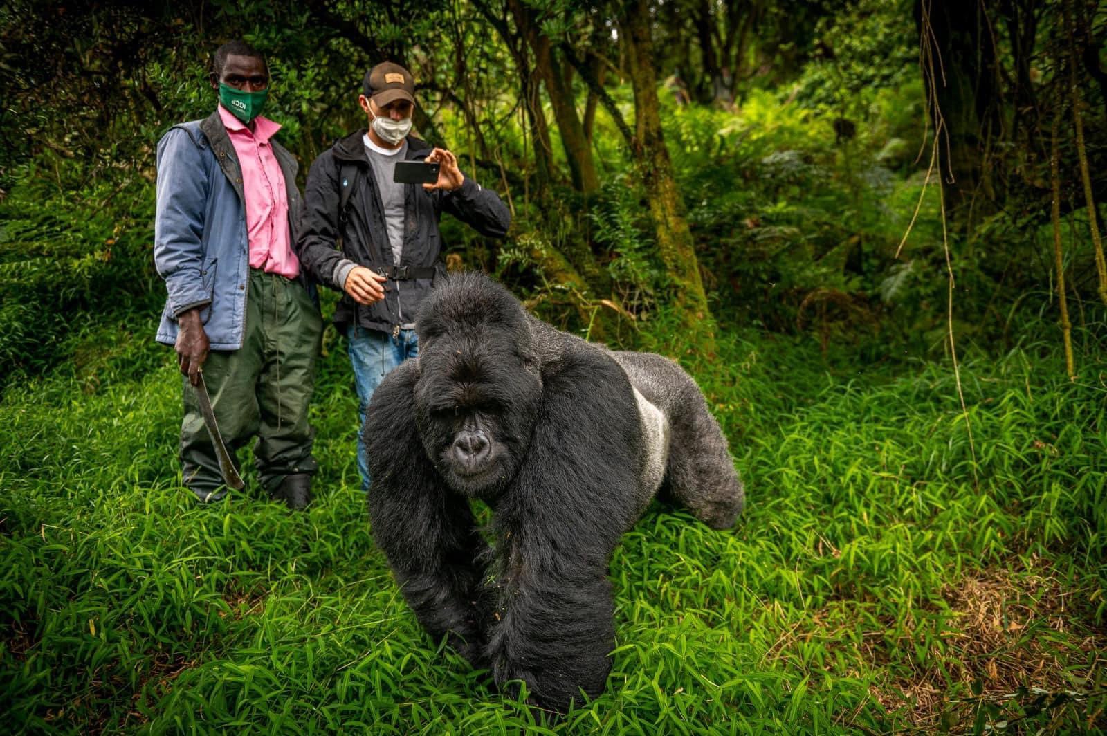Gorilla Trekking in Bwindi Impenetrable National Park Self Drive