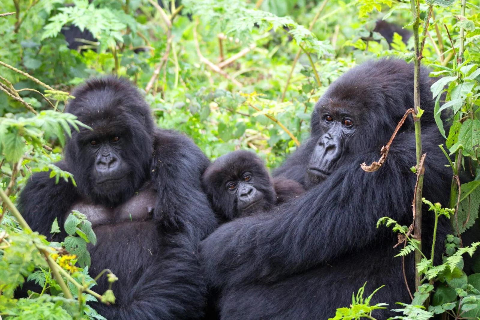 Luxury Christmas Gorilla Safari in Uganda