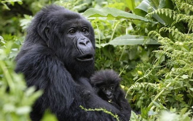 The Magic of Christmas in Rwanda's Gorilla Highlands