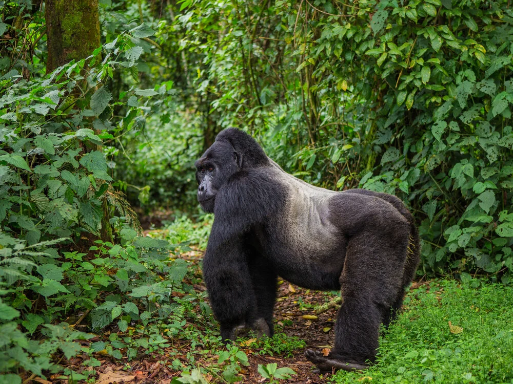 What Is the Best Time for Luxury Gorilla Trekking in Rwanda? Gorilla trekking image