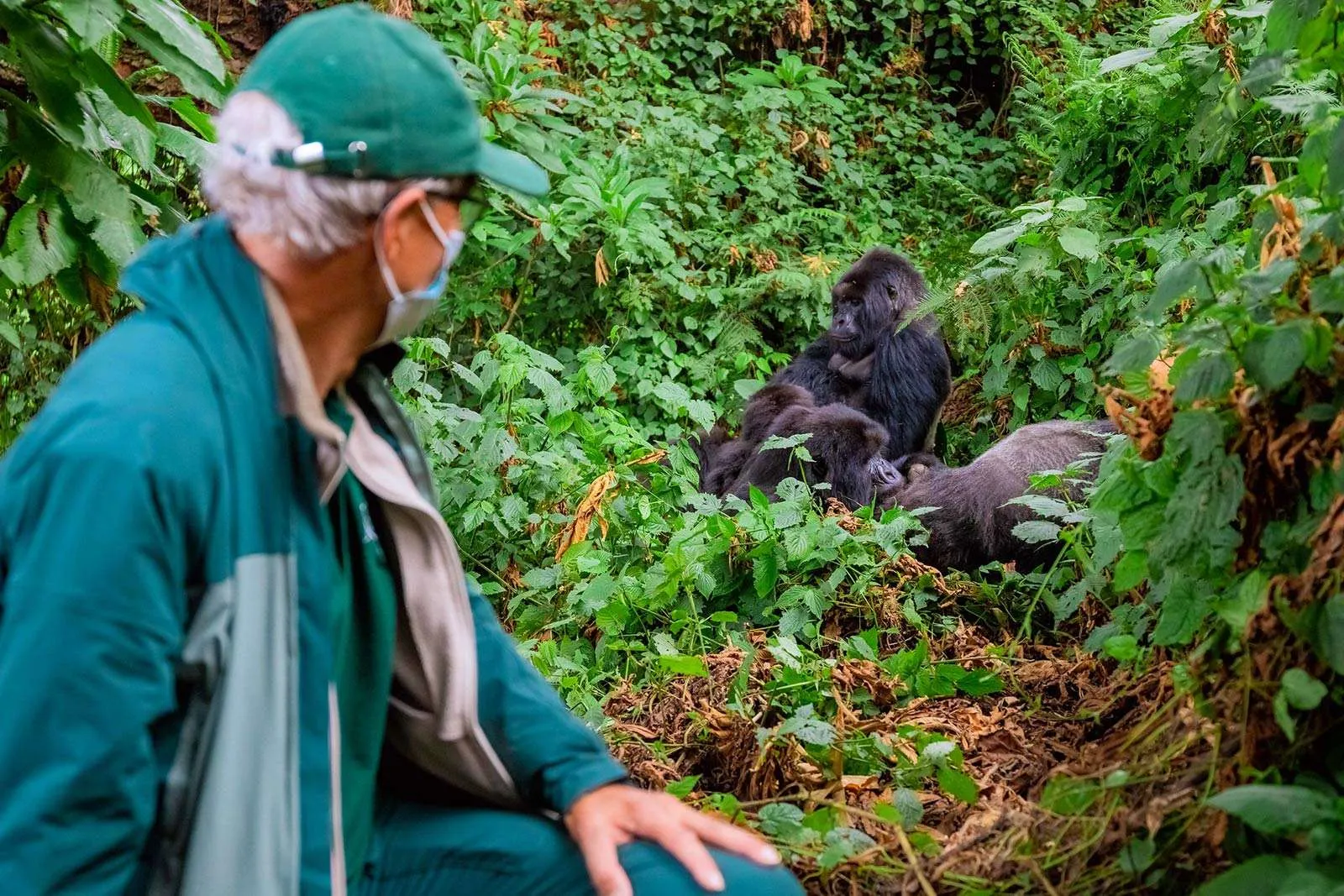 Mountain gorilla safari encounters and extended gorilla habituation experiences in Uganda
