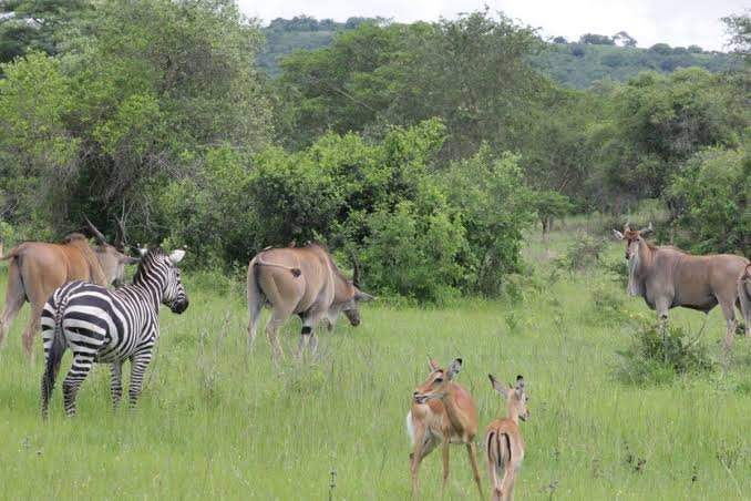 Can Luxury Gorilla Trekking in Uganda Be Combined with a Wildlife Safari? Lake Mburo wildlife experience