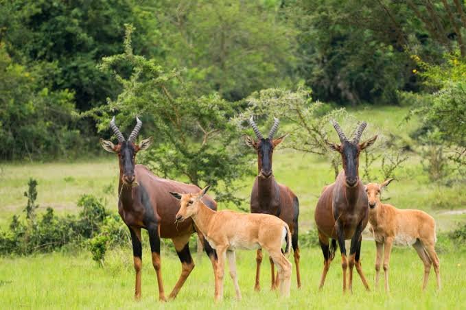 Can Luxury Gorilla Trekking in Uganda Be Combined with a Wildlife Safari? Lake Mburo National Park safari