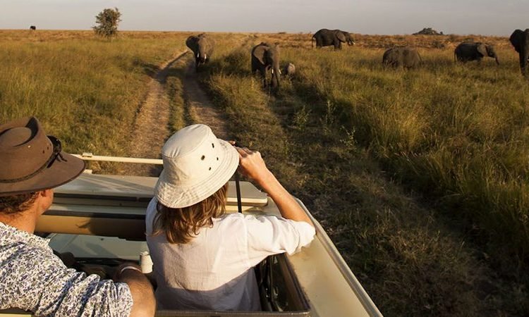 What Is the Best Luxury Gorilla Trekking Safari in Uganda
