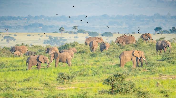 Can Luxury Gorilla Trekking in Uganda Be Combined with a Wildlife Safari? Murchison Falls wildlife experience