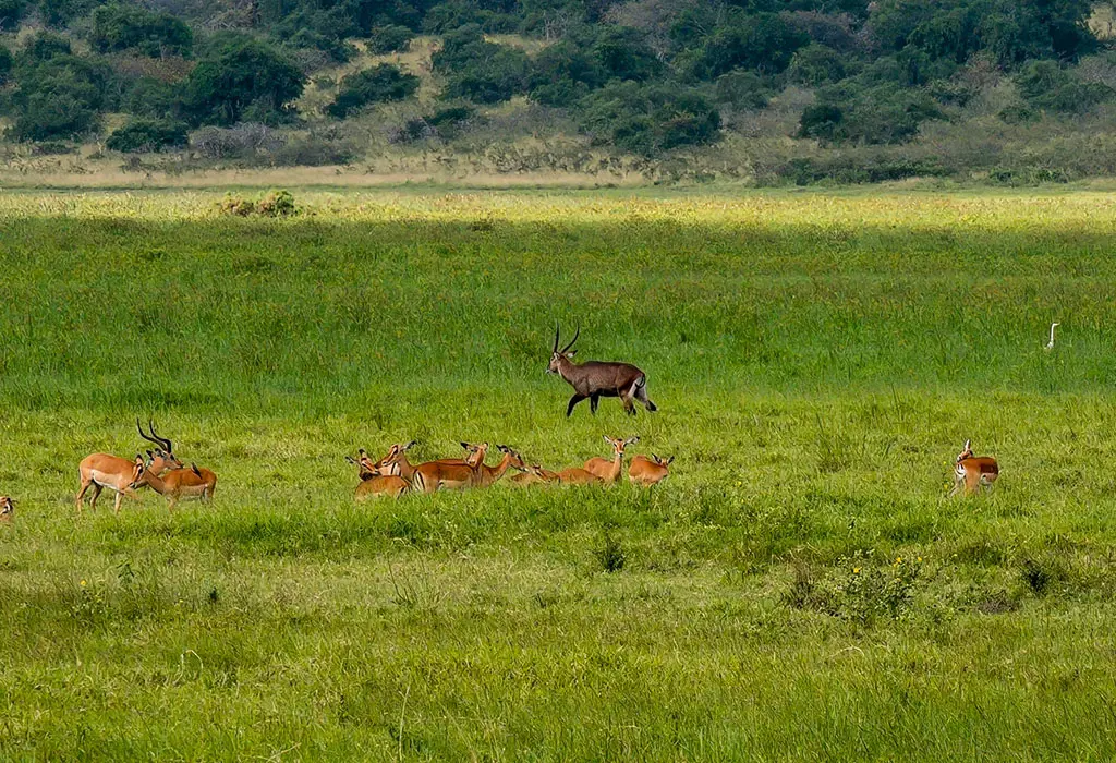 9 Days Luxury Rwanda Gorilla Trekking, Nyungwe & Akagera Safari