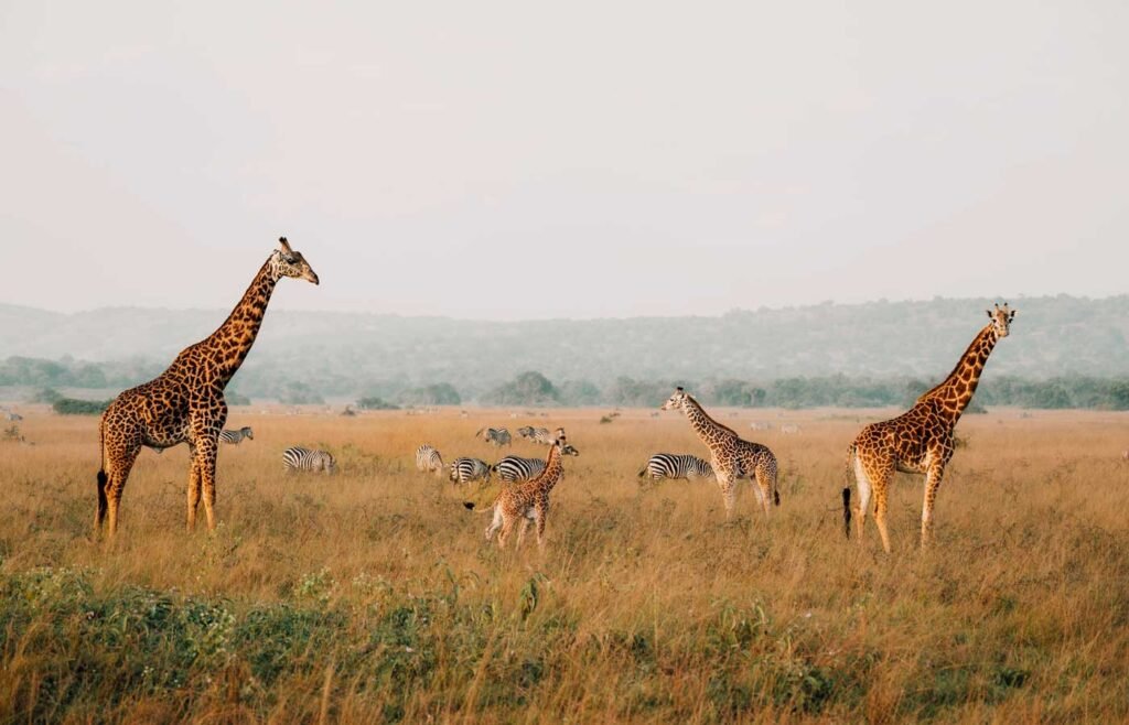 9 Days Luxury Rwanda Gorilla Trekking Nyungwe and Akagera Safari