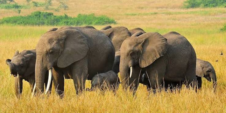 Can Luxury Gorilla Trekking in Uganda Be Combined with a Wildlife Safari? Queen Elizabeth National Park game drive