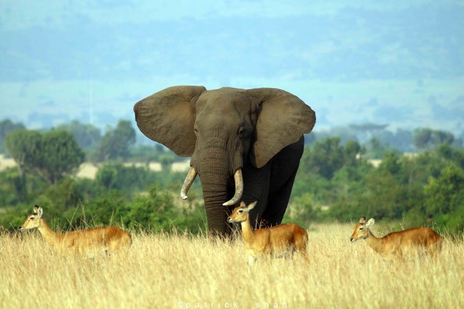 10 Days Luxury Uganda Gorilla and Wildlife Safari