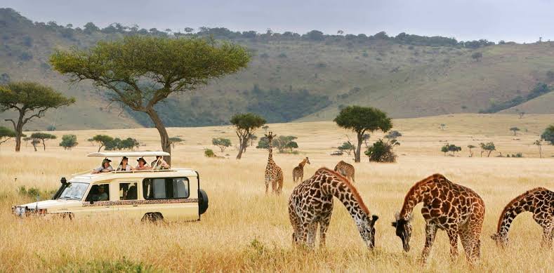 10 Days Luxury Uganda Gorilla and Wildlife Safari